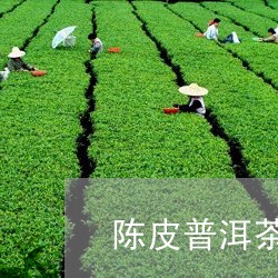 陈皮普洱茶 新会/2023041016161